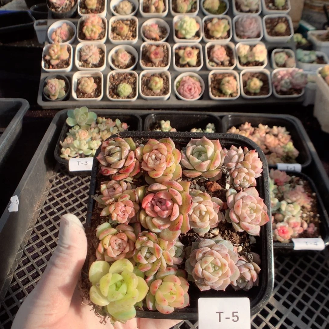 无花朵T5英语英语