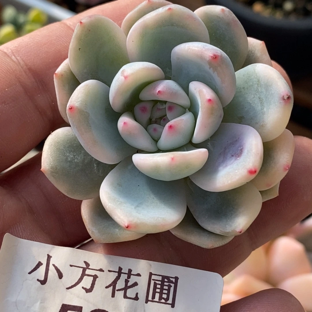 V****?520梦露锦头盖无根