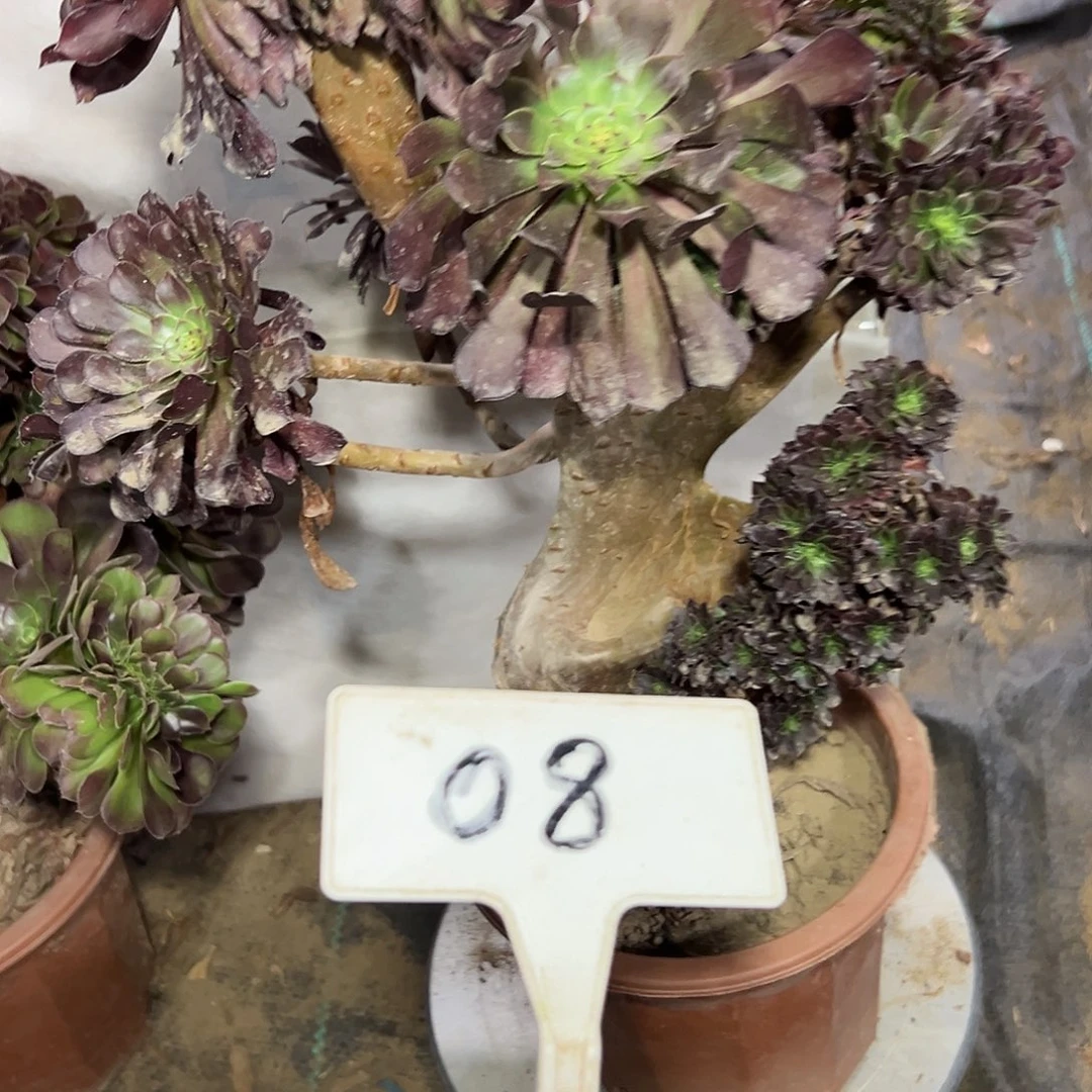 落****多肉植物铜壶缀花08