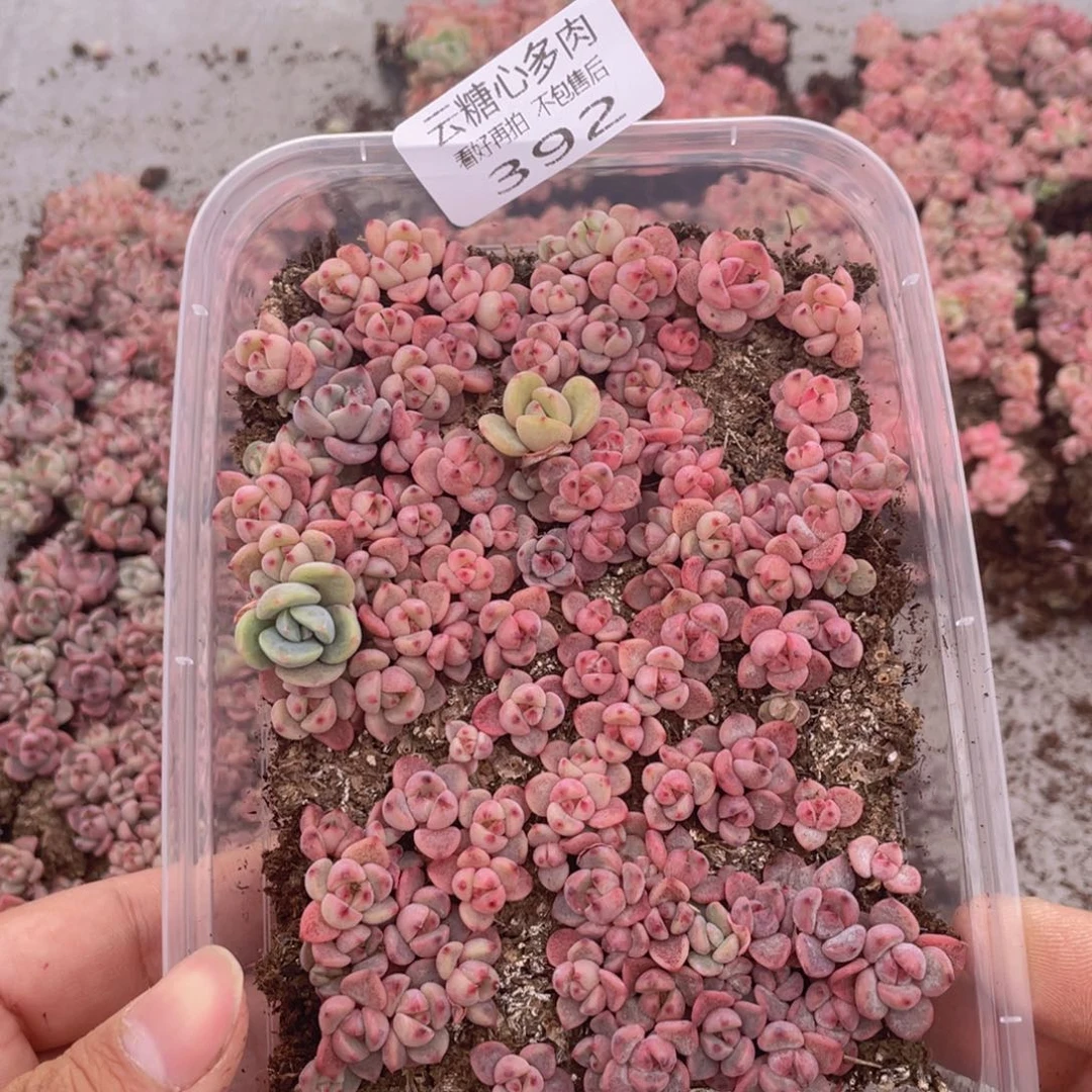 云糖心多肉植物392