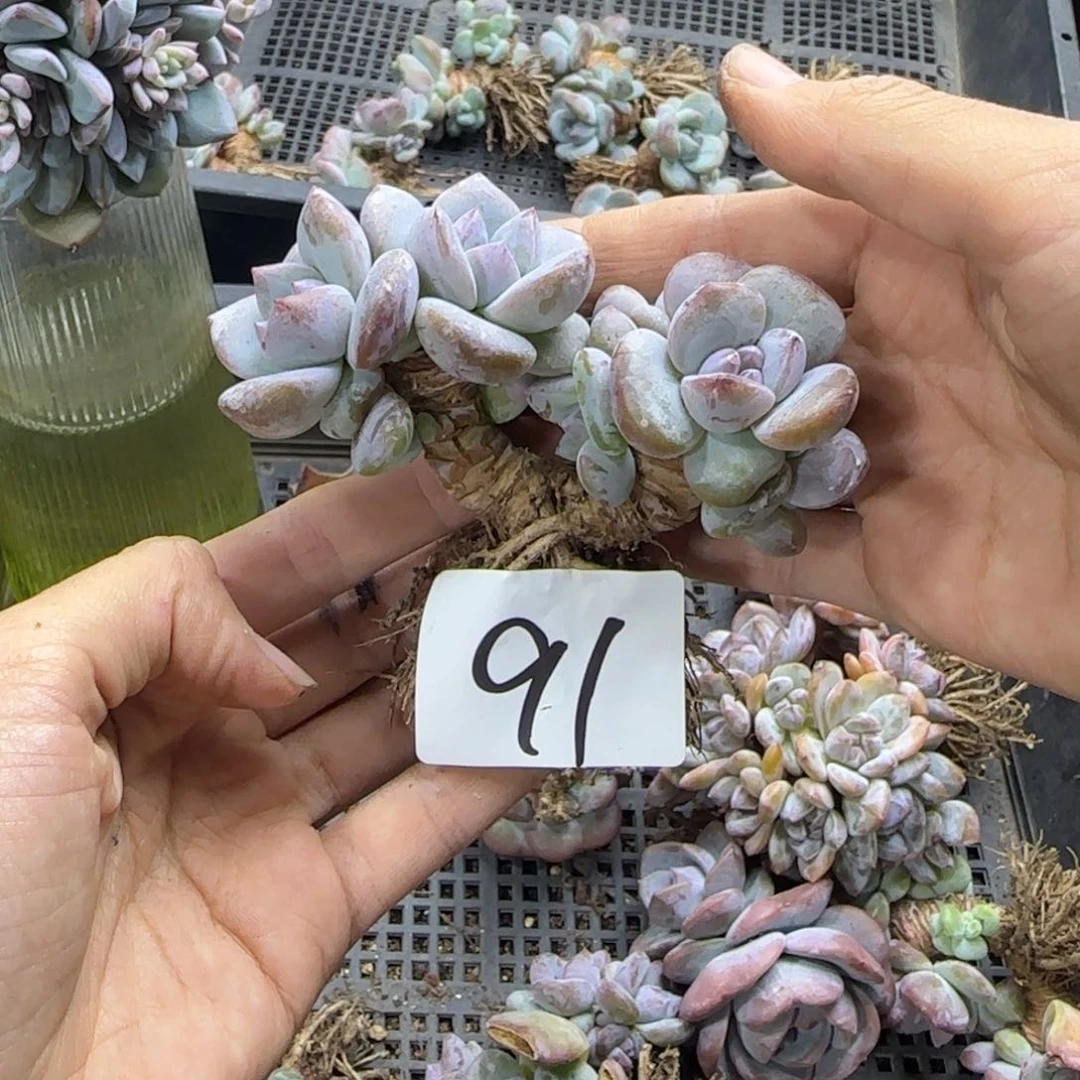 星影8头一物一拍91有砍