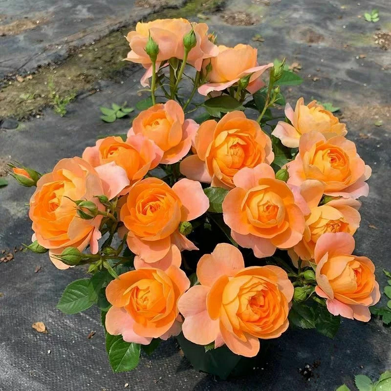 月季花盆栽玫瑰果汁阳台月季带花苞大花浓香阳台室内四季开花
