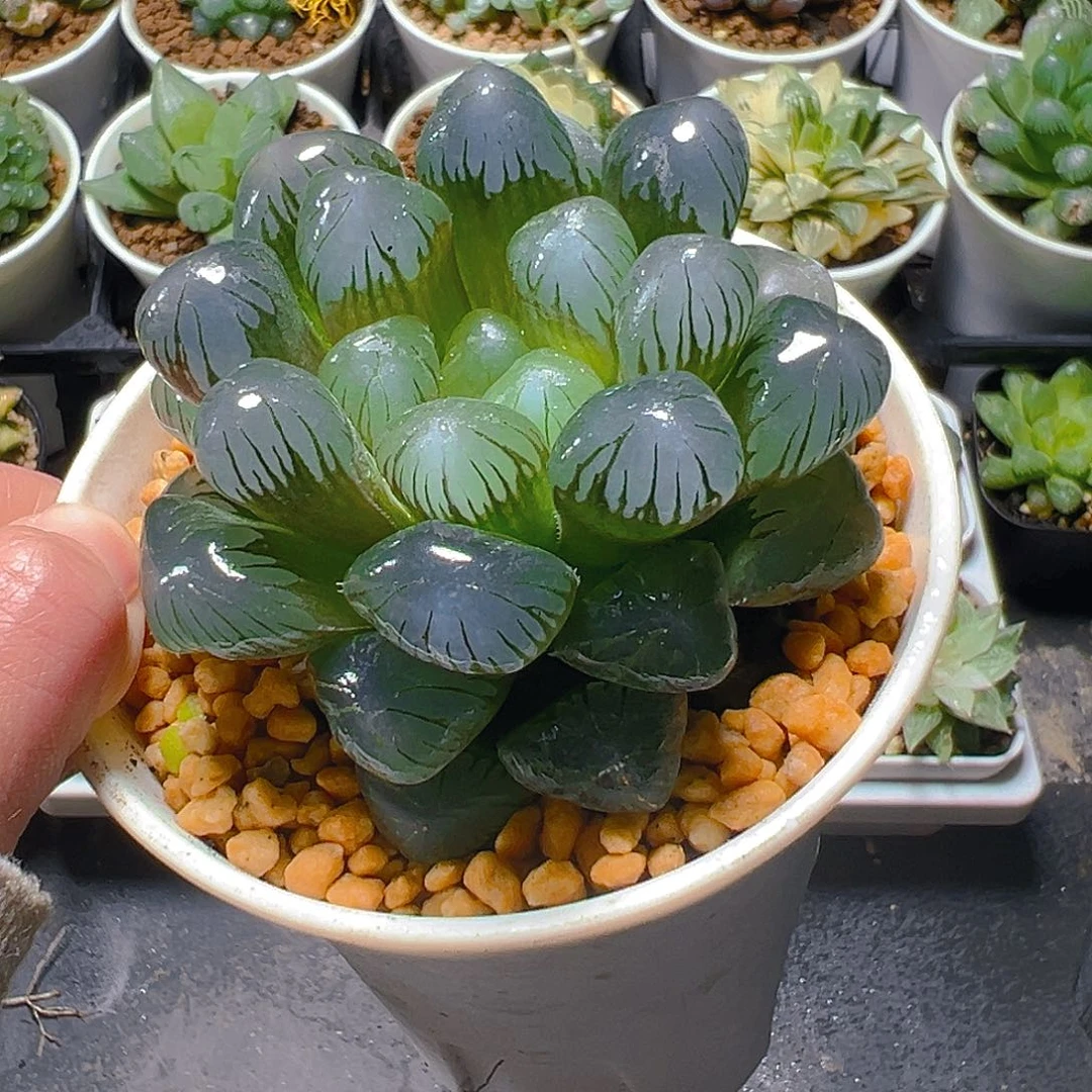 6***妈5336玉露多肉植物一颗