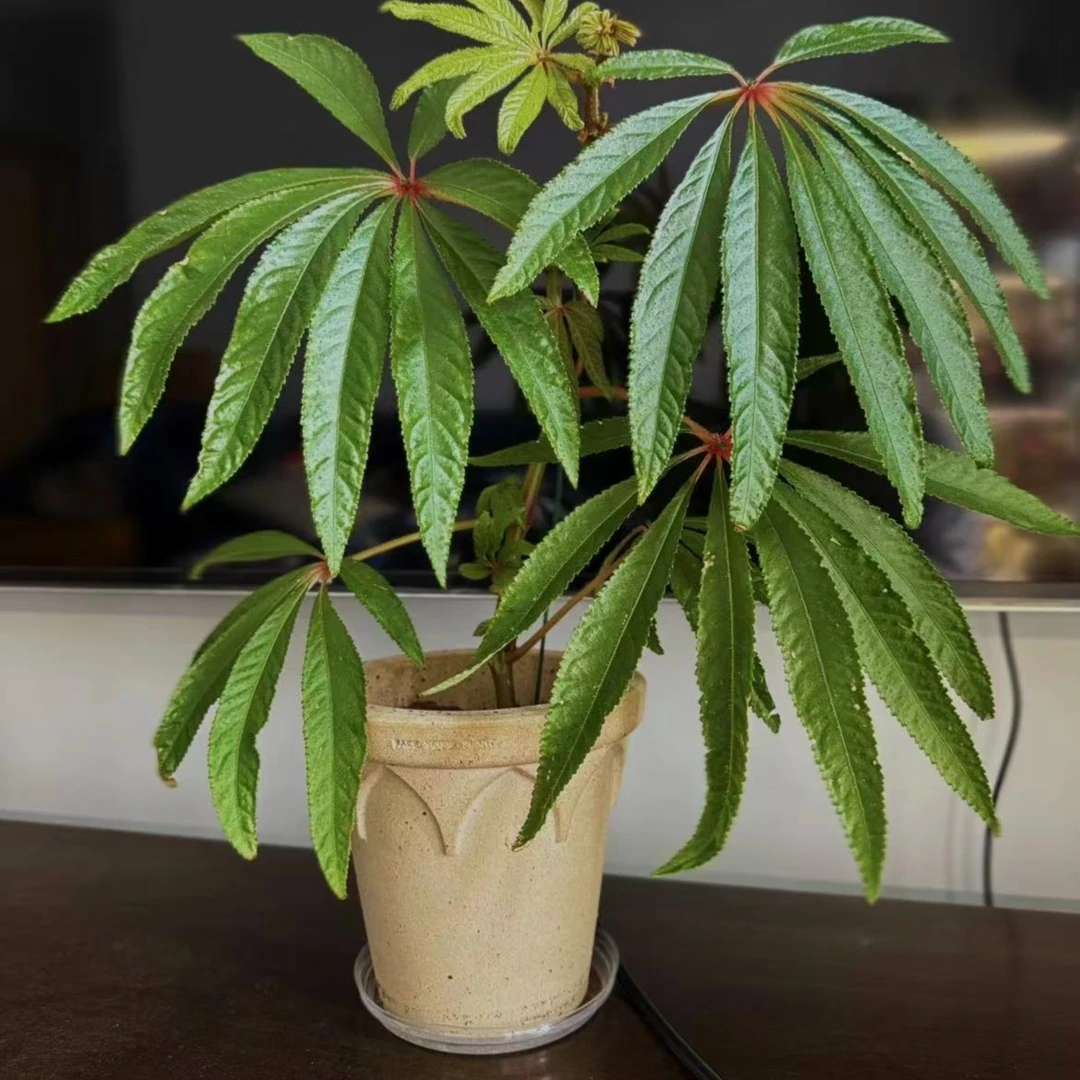 叶损不包秋海棠ins风网红绿植盆栽阳台花卉进口观赏植物好养易活