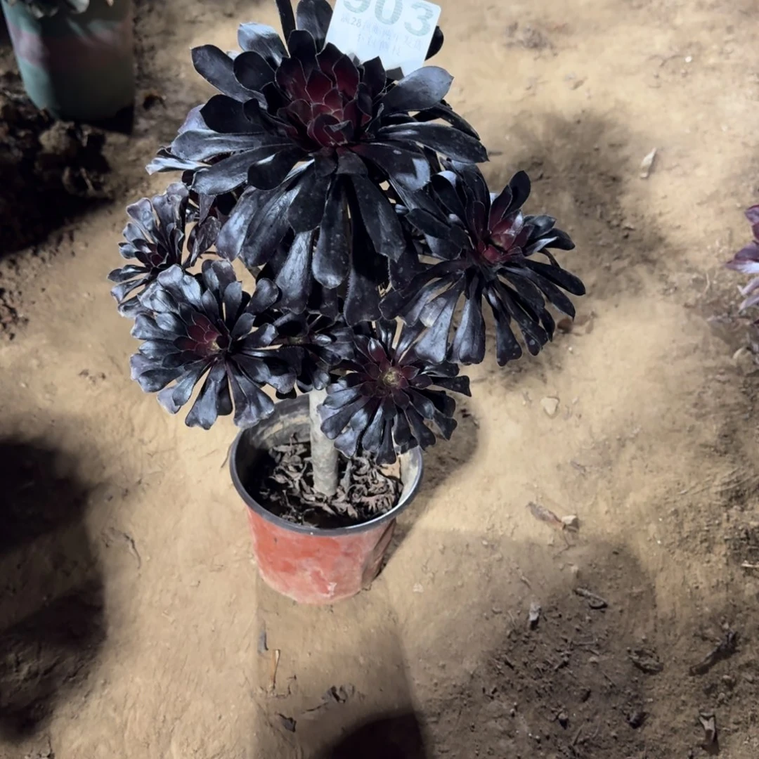 开**林903号魔法师清棚不包损