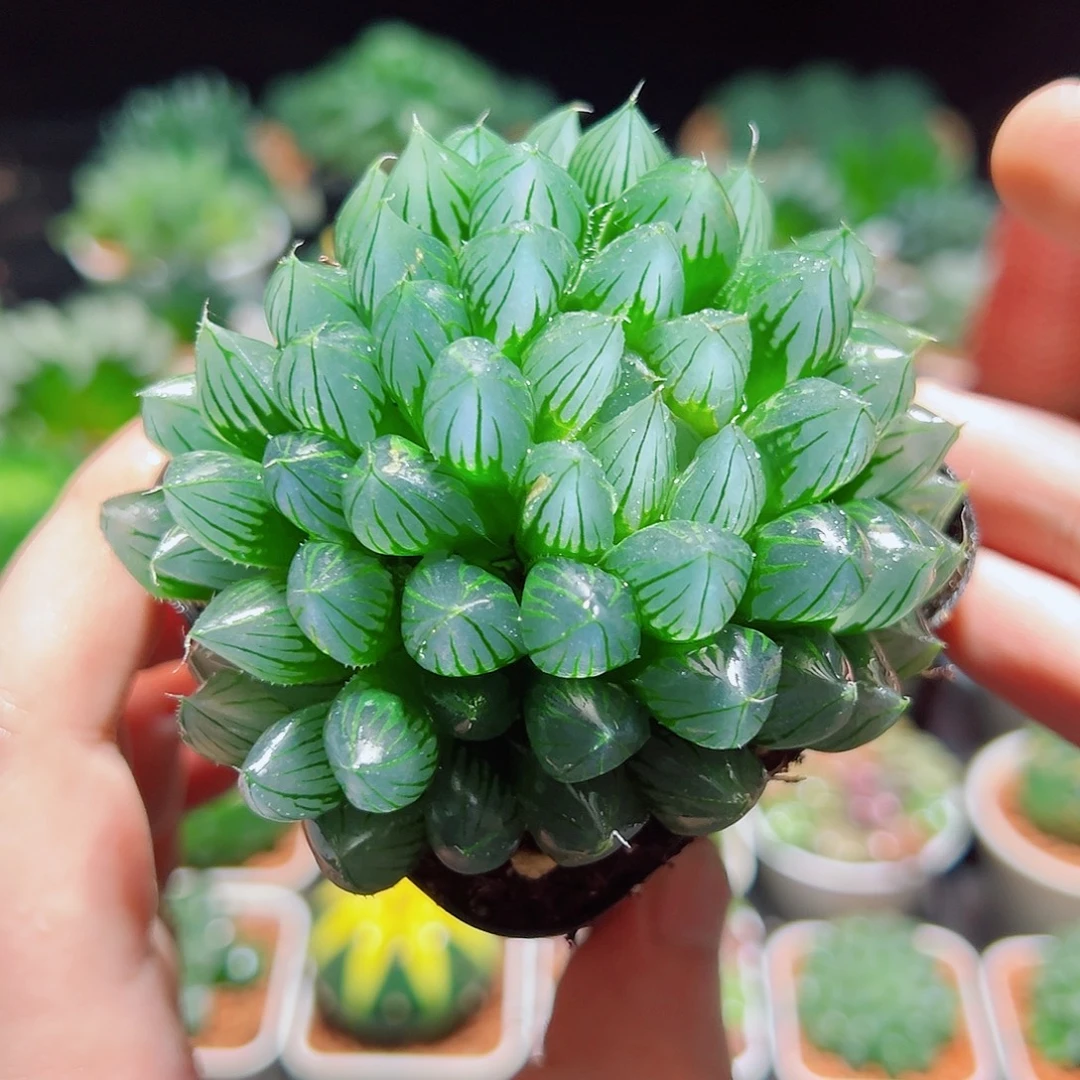 子弹头黑肌玉露多肉