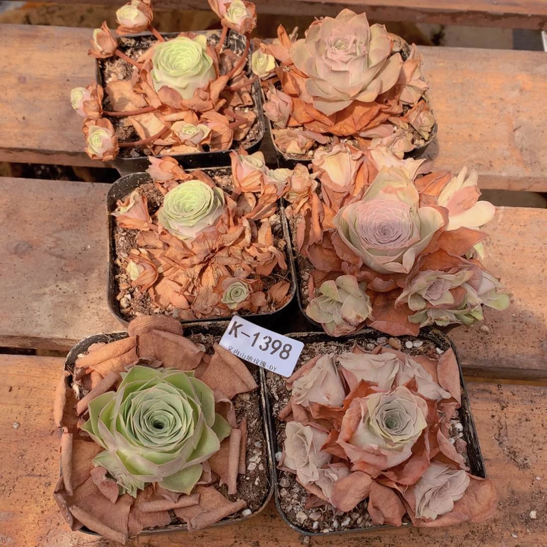1398 会掉侧芽不售后