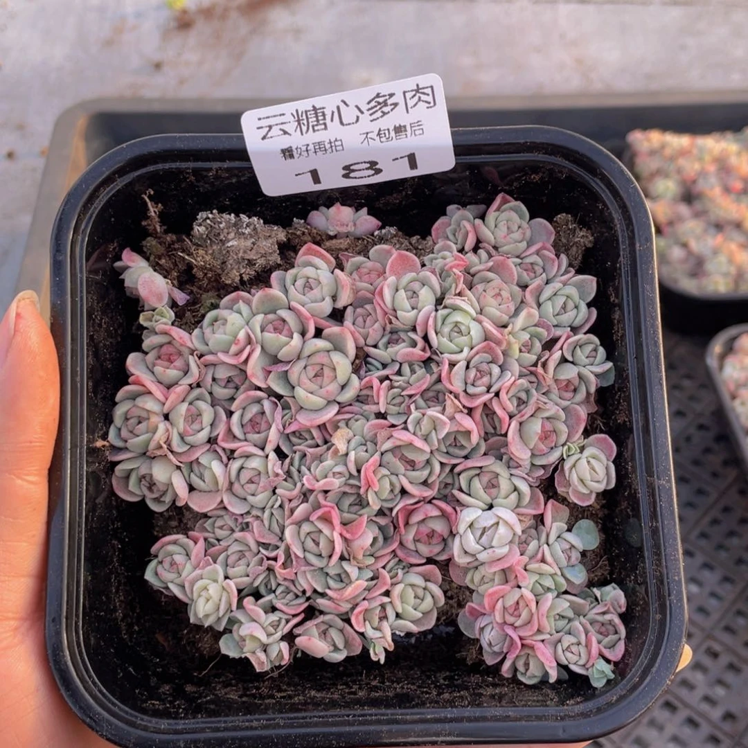 云糖心多肉植物181