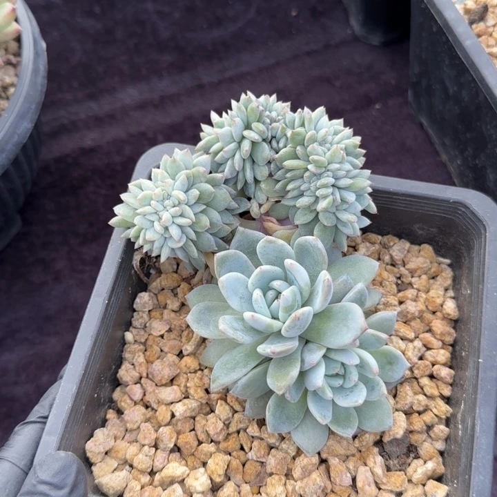 11厘米左右一物一拍的