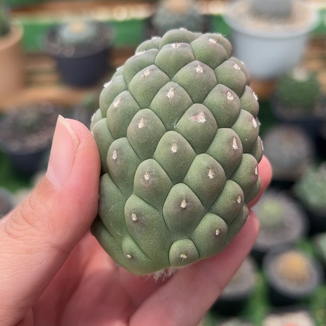 仙人球玉米习志野