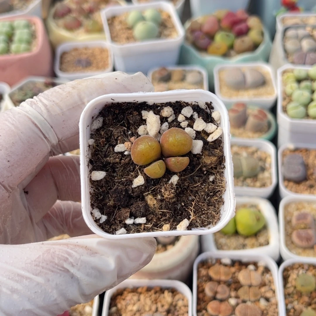 多肉植物一物一拍160