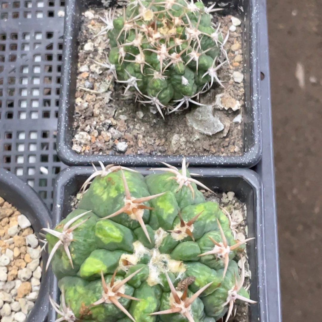 否***知当前无花朵，栽培后可花朵