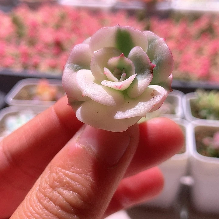 克罗地亚白覆轮锦砍头