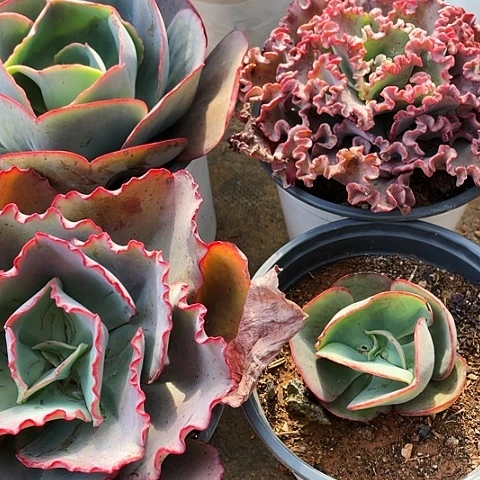 坦**娘41 号包菜系列 4 棵