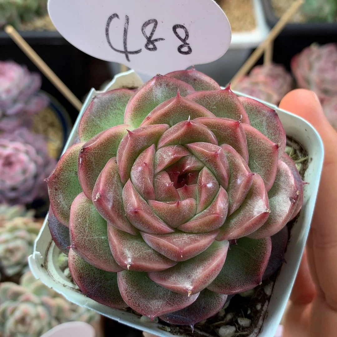 定繁珍妮麦秆488