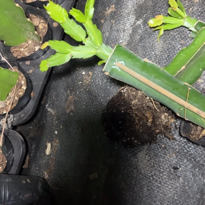 珞***珞雅思嫁接小苗一颗15.8