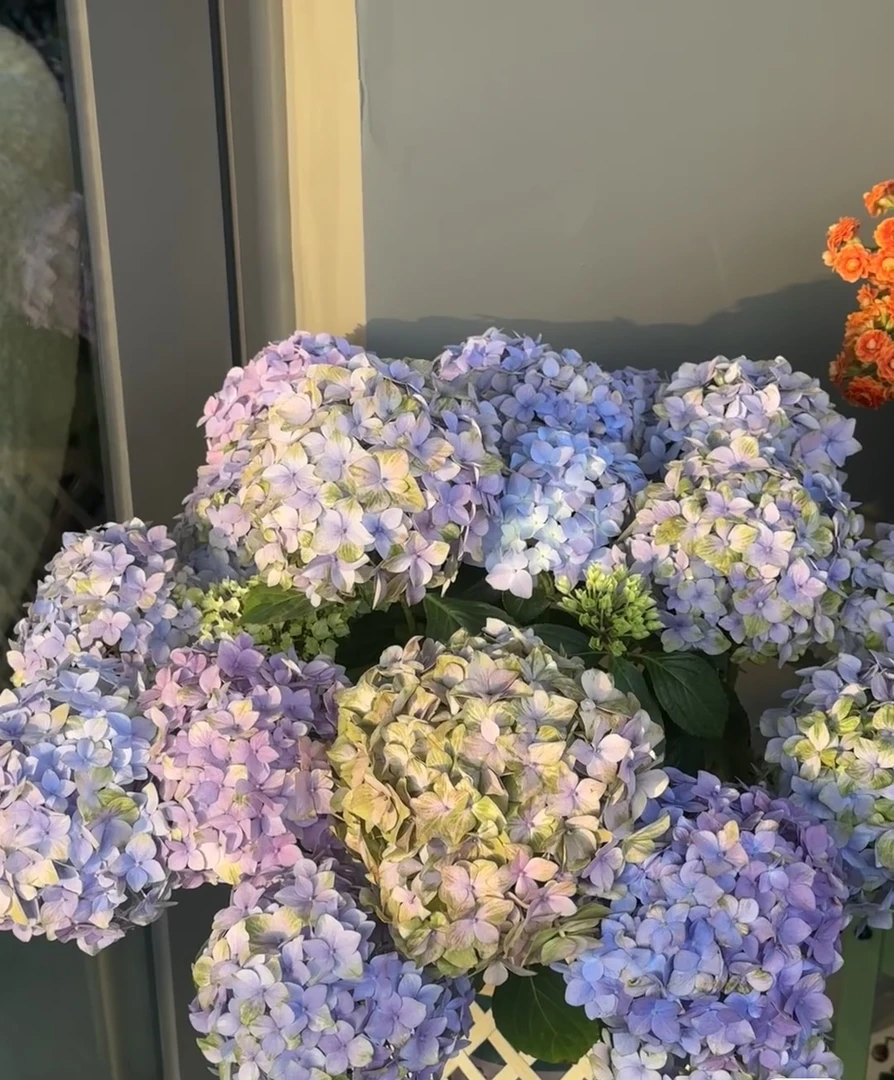 姹紫嫣红2加仑绣球皮实耐造基地直发