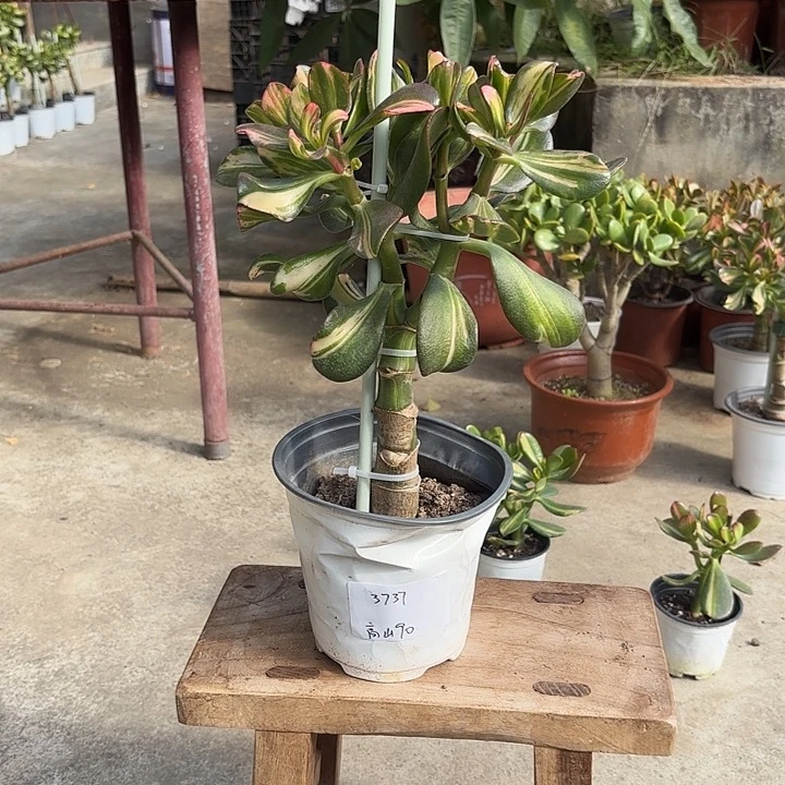 高***️当前无花栽培后可以开花卷叶90