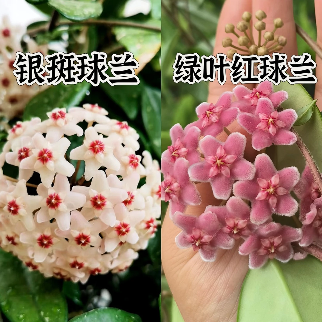 【球兰新手组合】银斑+绿叶红大花球兰阳台垂吊爬藤懒人花植物阳台