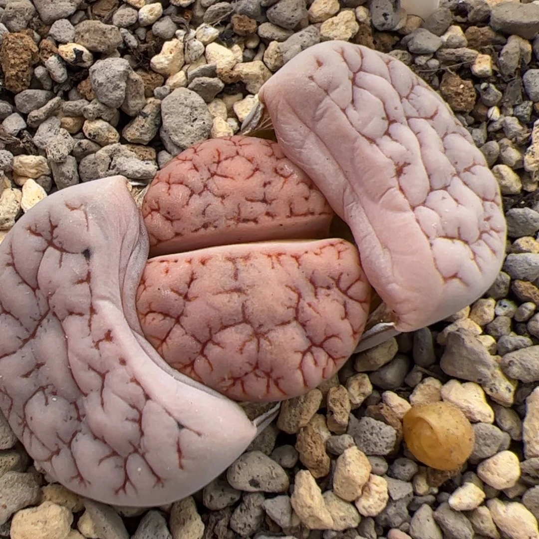 0280号oz189 多肉植物