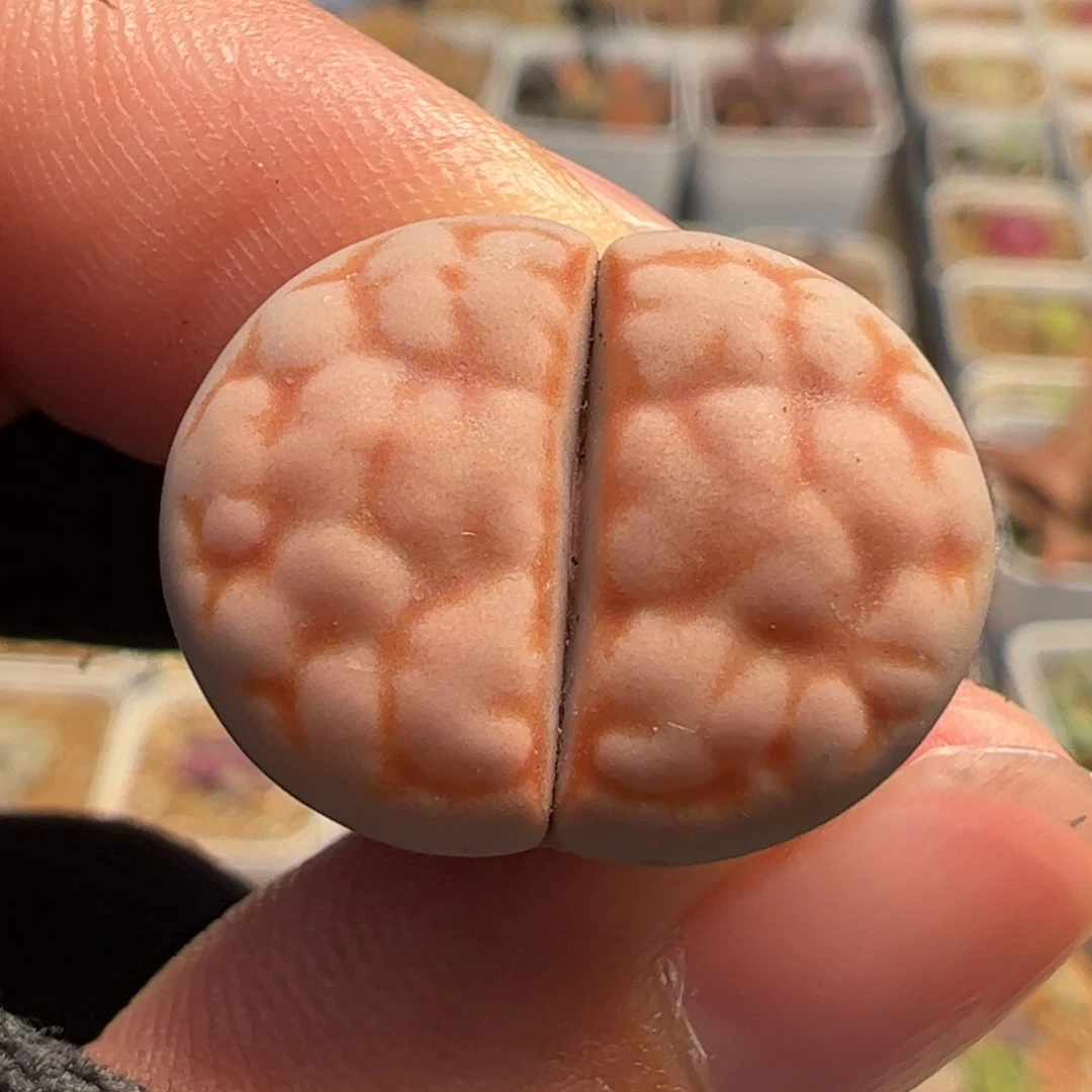 563多肉植物组合