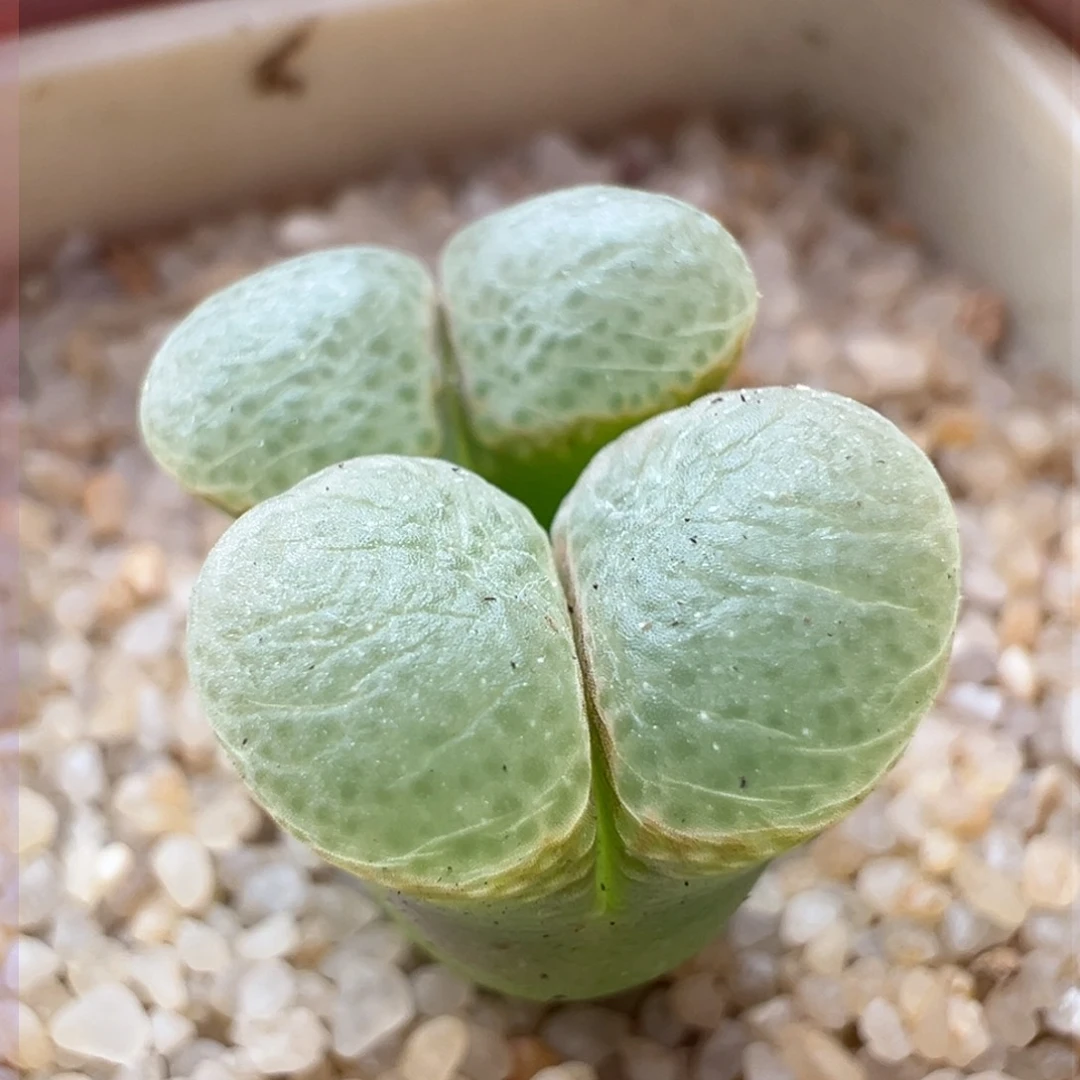 179。1453.9樱花大母本