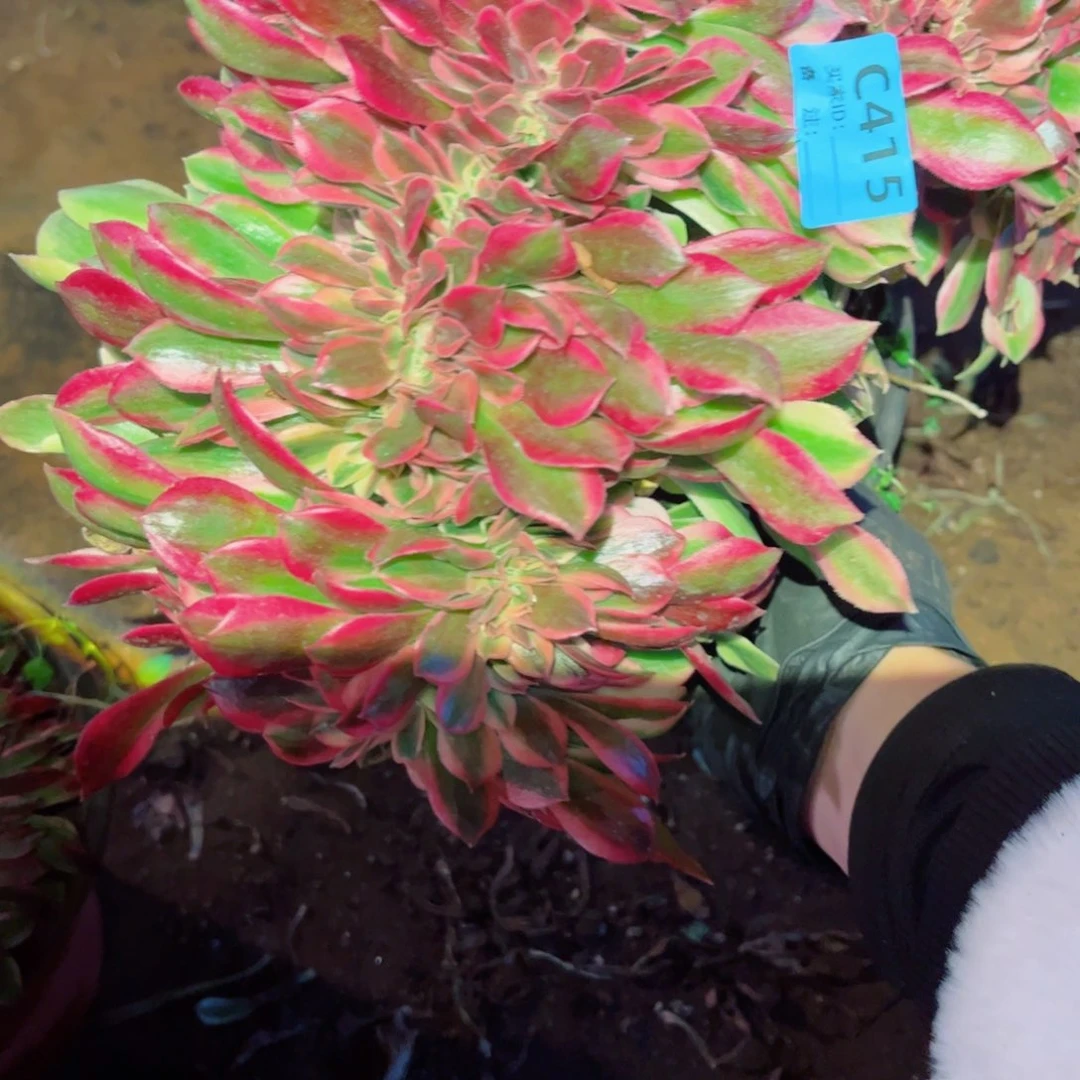 多肉植物415香妃