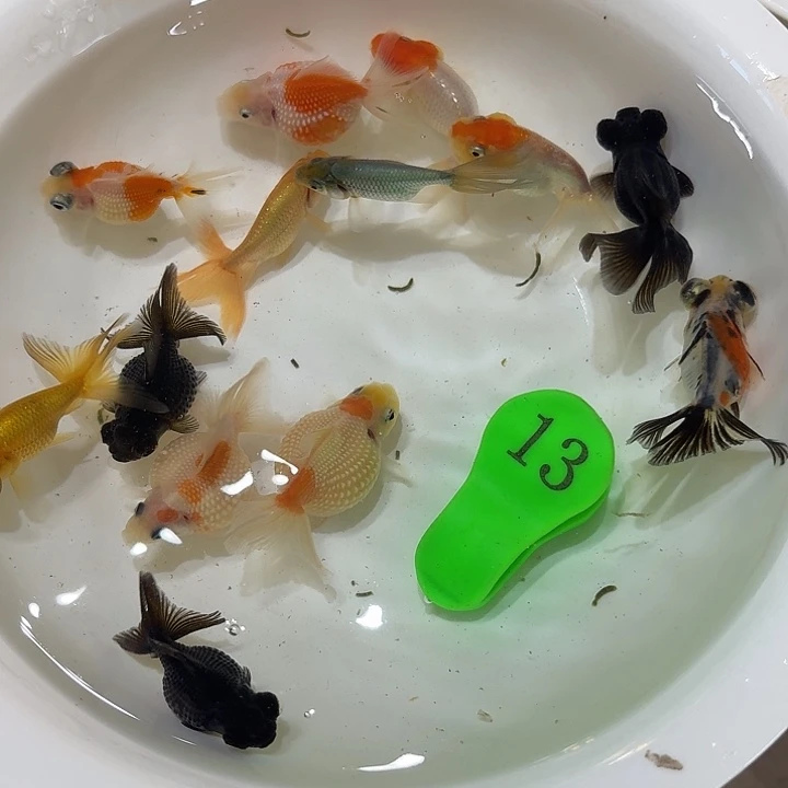 精品金鱼包邮包活到家
