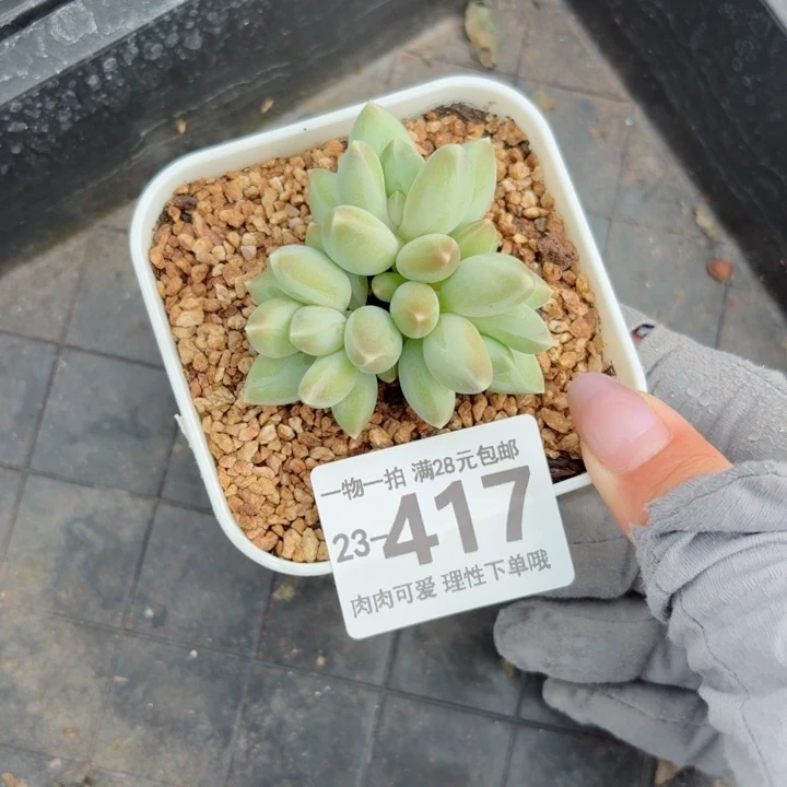 松果美人无盆土发货无