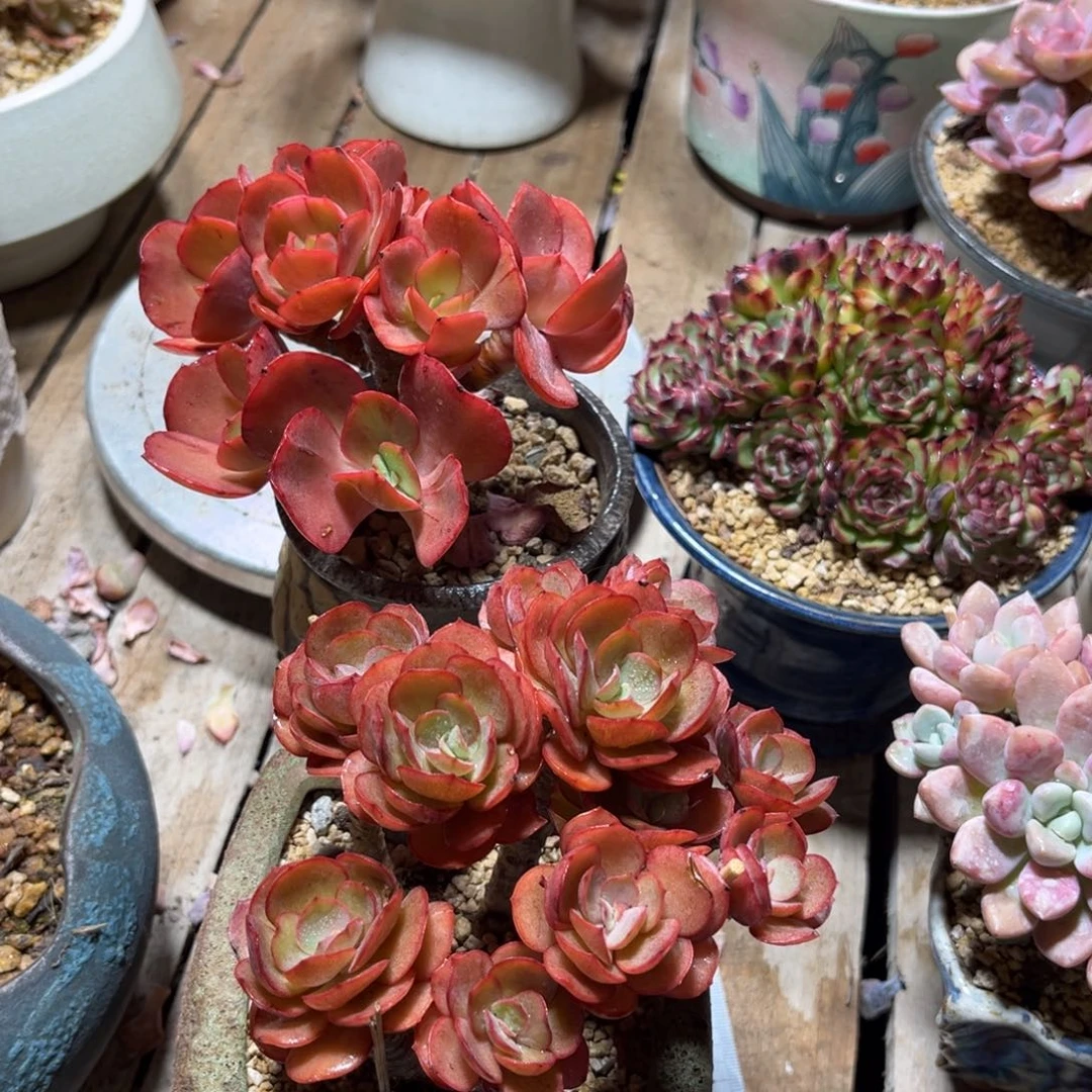 小叶秀妍玫瑰两颗多肉植物ridenvm