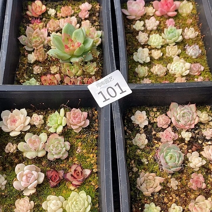 101 多肉植物盆栽花卉