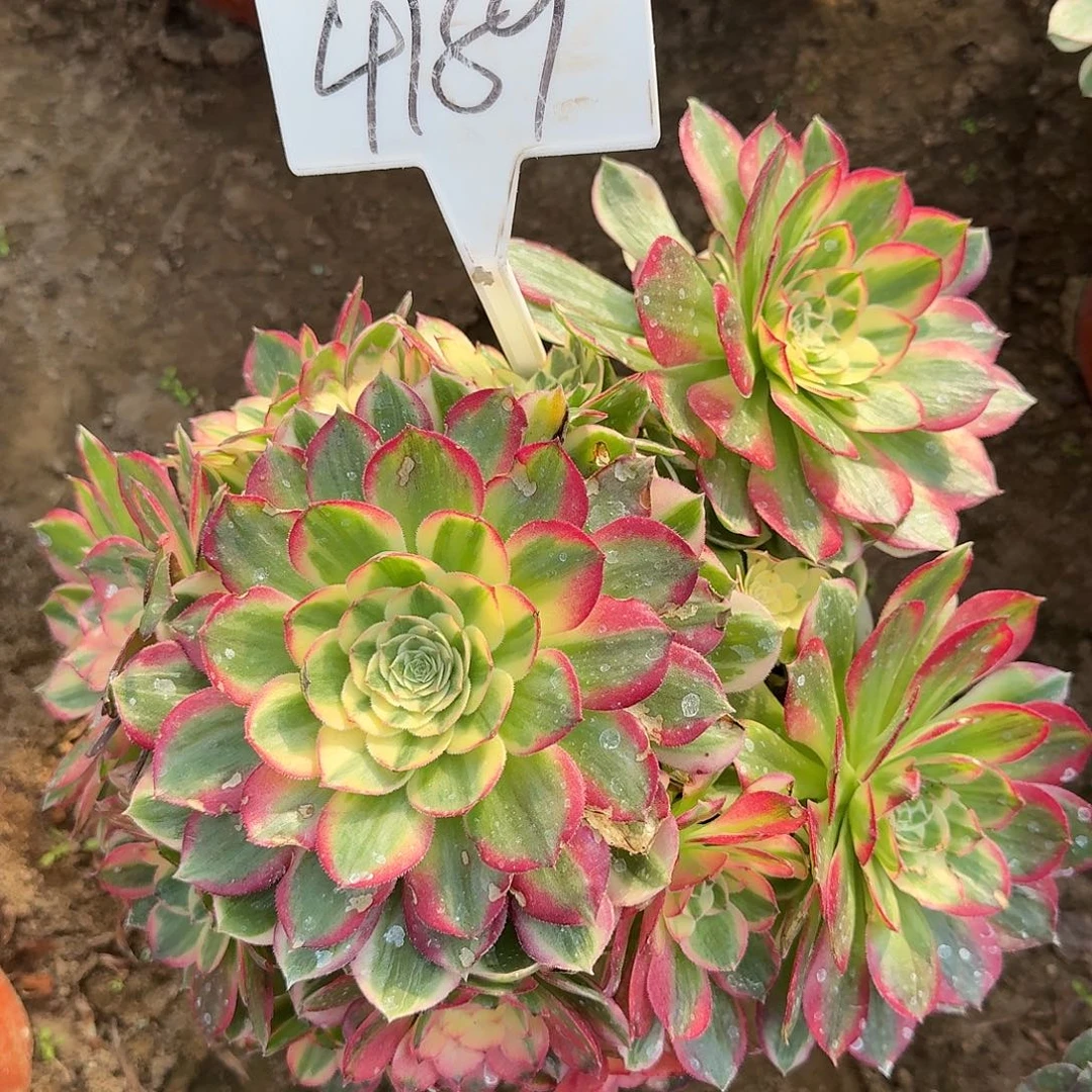 4189海仙多肉法师多肉法师