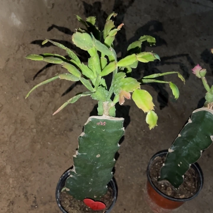 人***态当前无花栽培后可以开花035  51