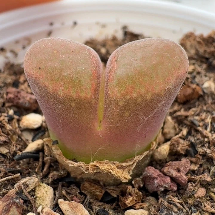 872带盆发货红风铃