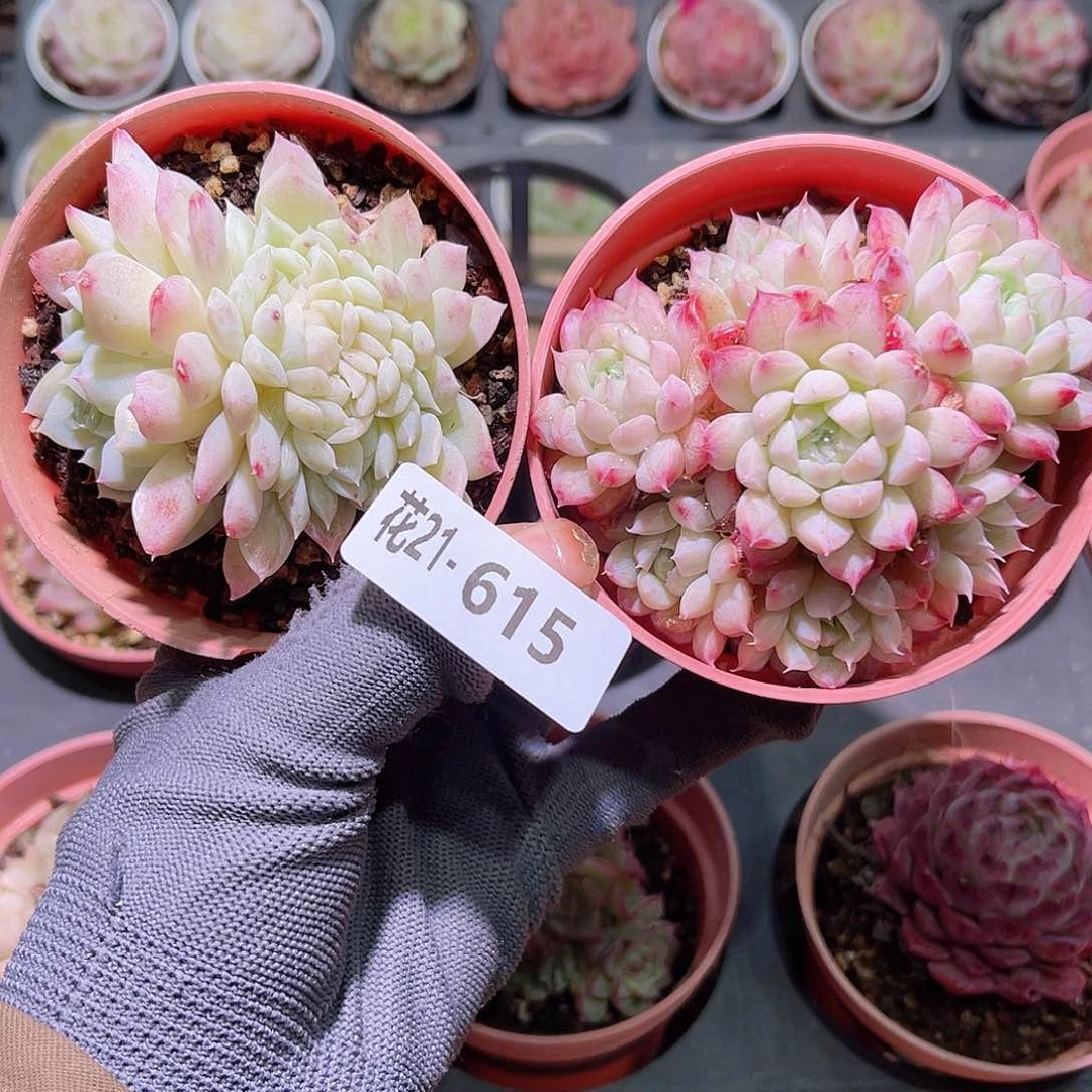 花21-615缀化➕画扇