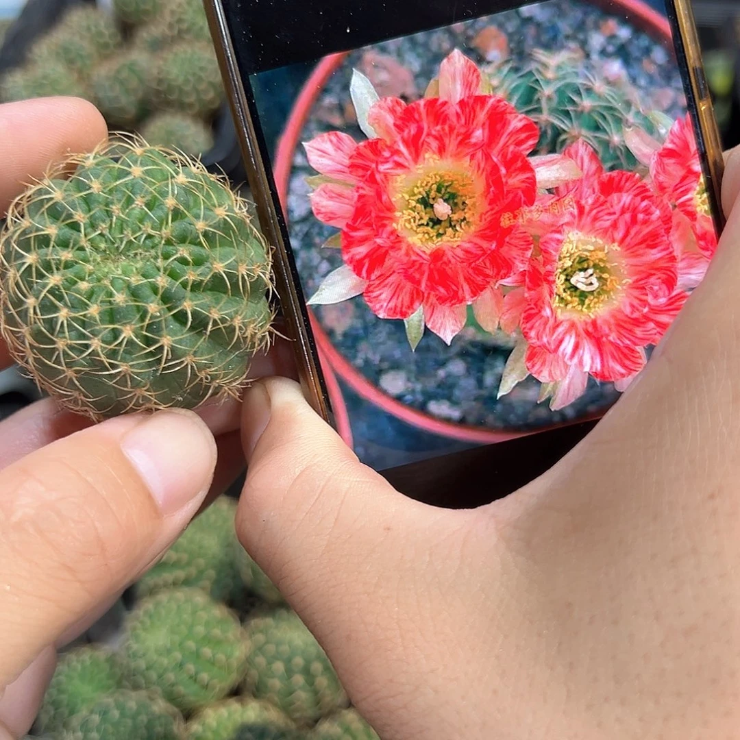 血红肥牛丽花属仙人球侧芽一颗