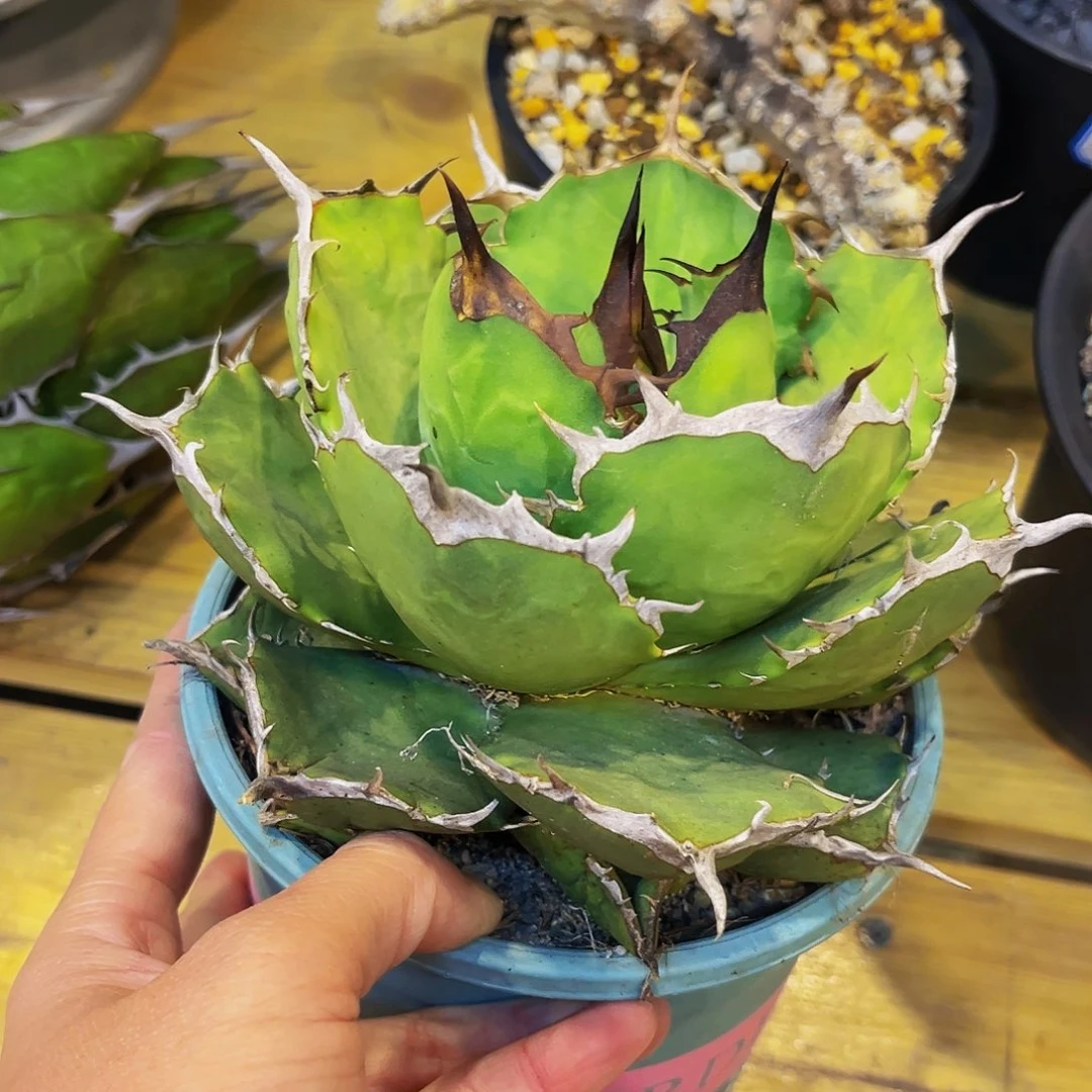 玫瑰严龙，潮流植物