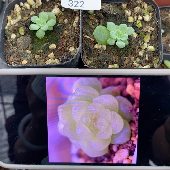 标322八l财富c20一个量拍