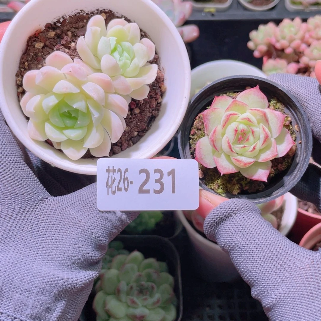 花利美26-231白月影＋女王