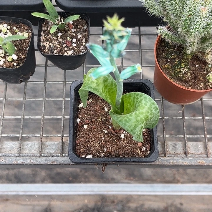 我也不知道我为什么要