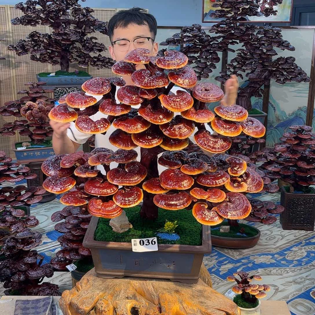 无花朵8888888888888