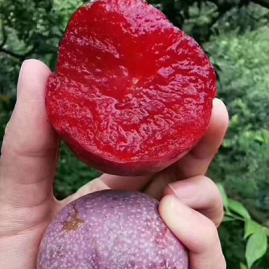 广东钱排三华李红心李子新鲜当季水果酸脆爽口现摘现发