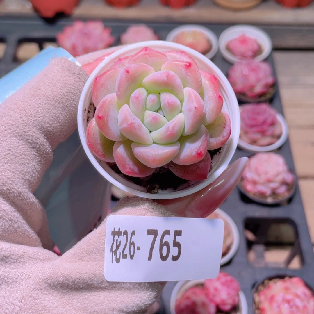花利美26-765新品