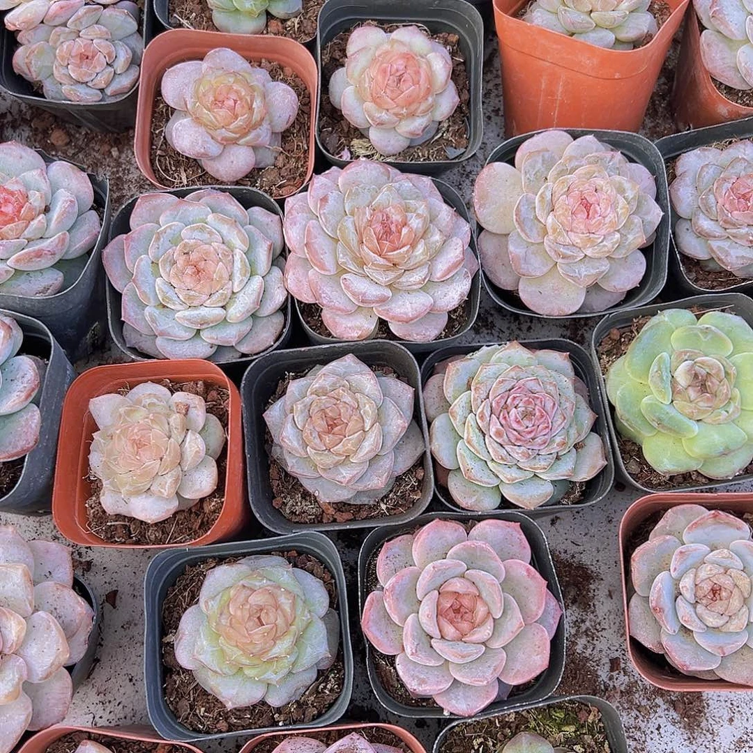 冰魄5颗尽量挑不同色19包邮多