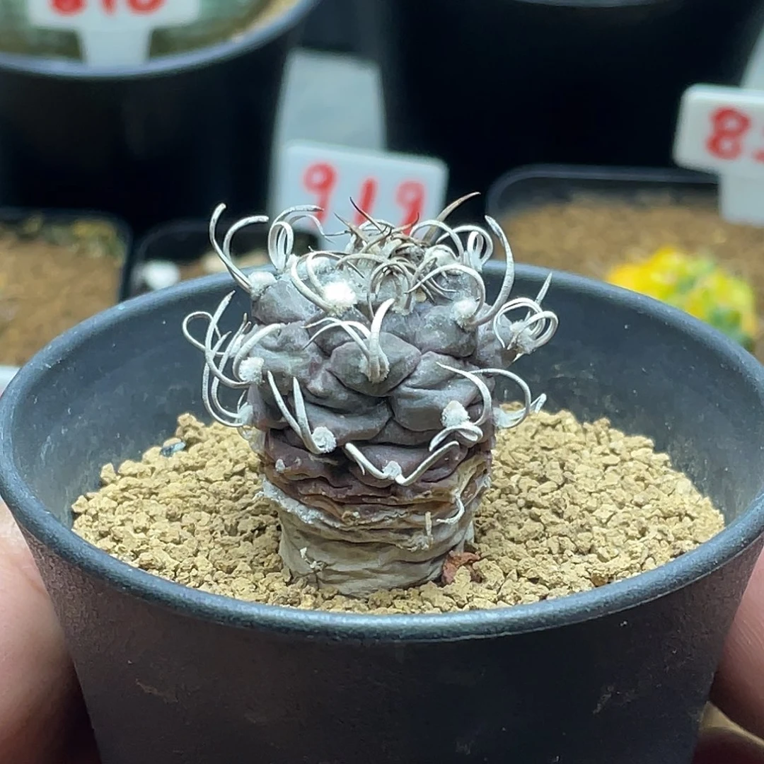 产地实生老娇丽仙人球