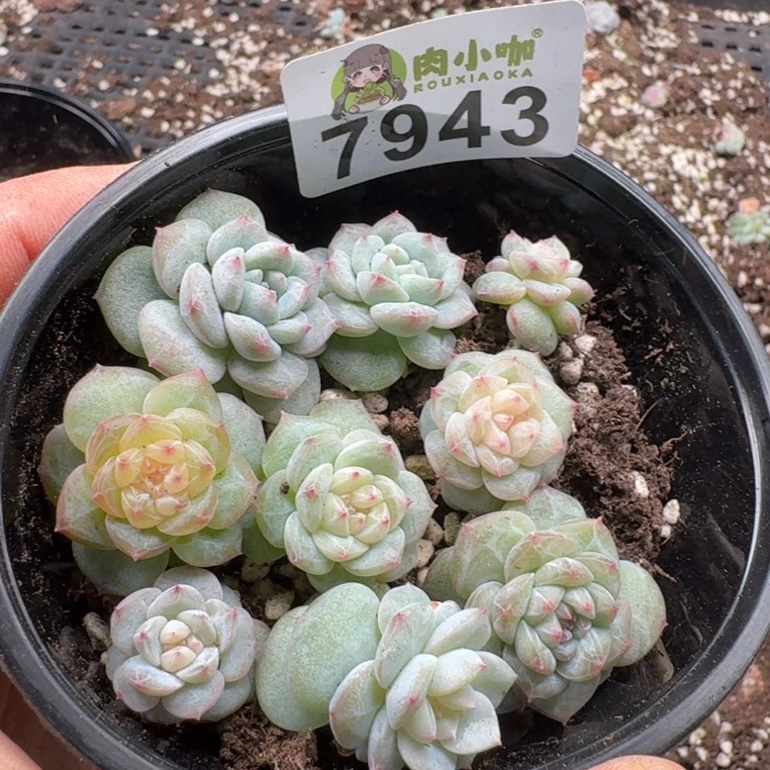 多肉植物多肉植物