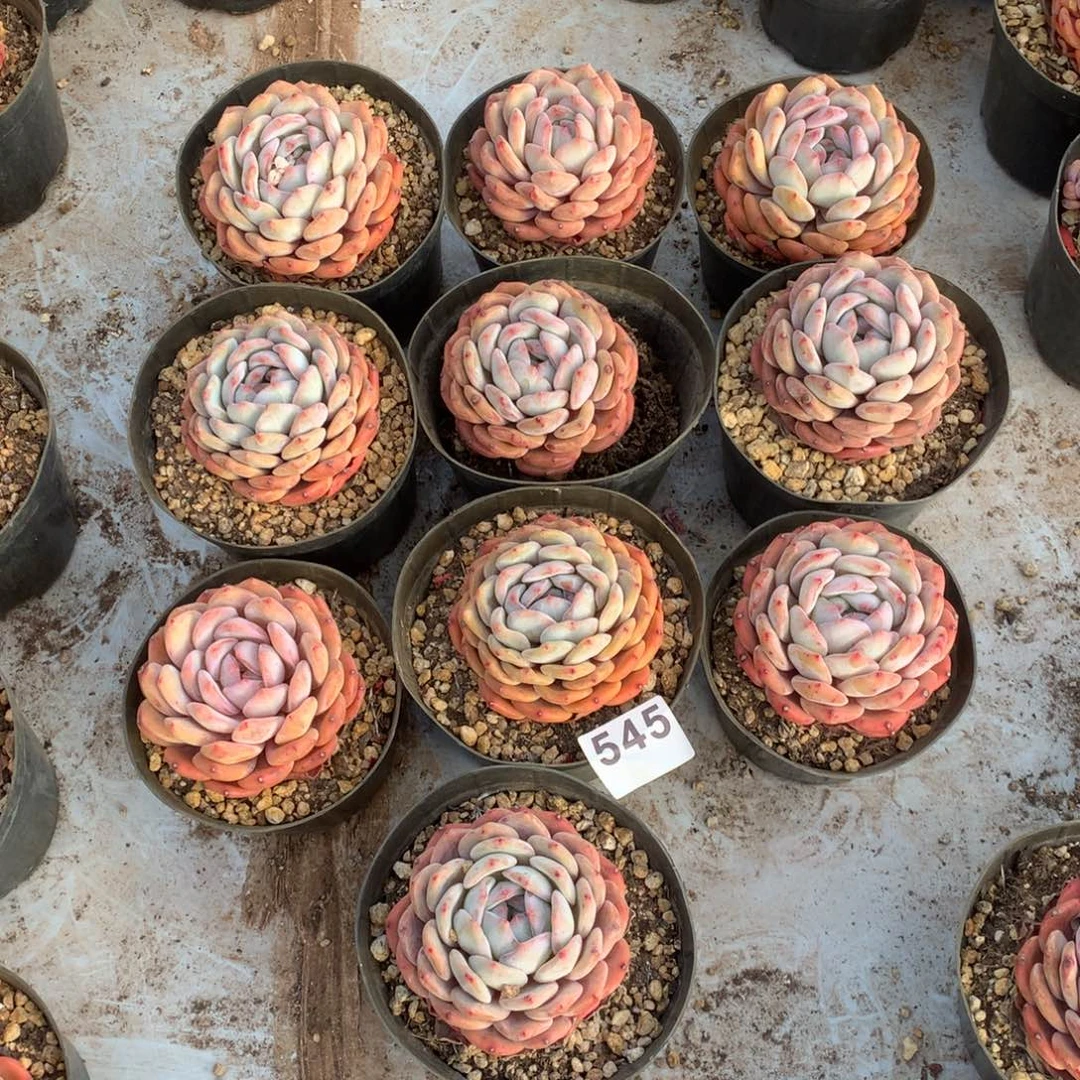 545橙子多肉植物组合