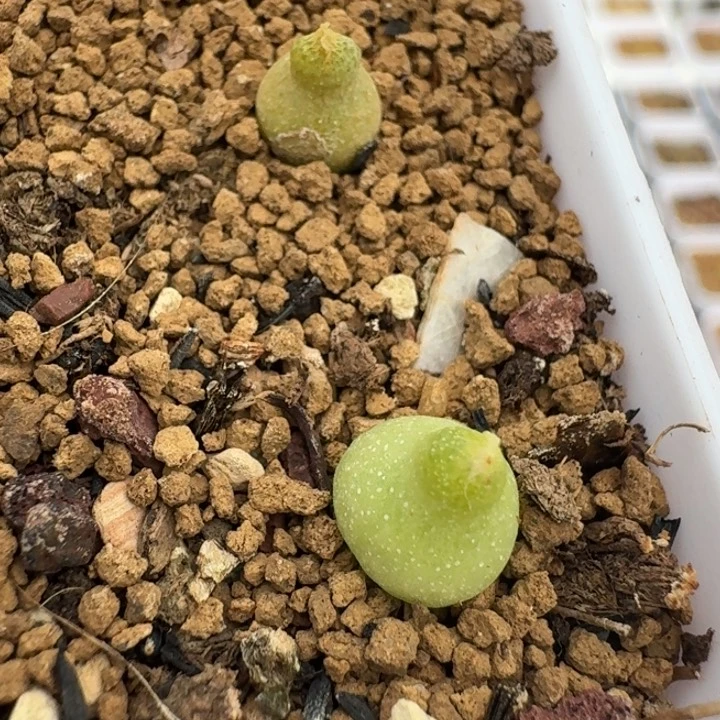 678两颗小葫芦脱土发货