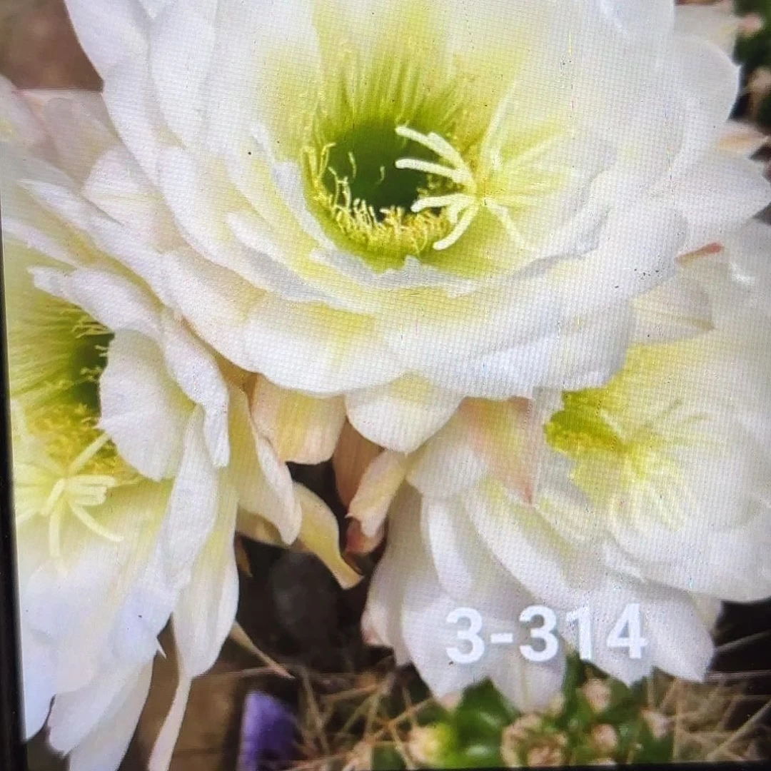 3-314毛侧牙20包邮仙人球1