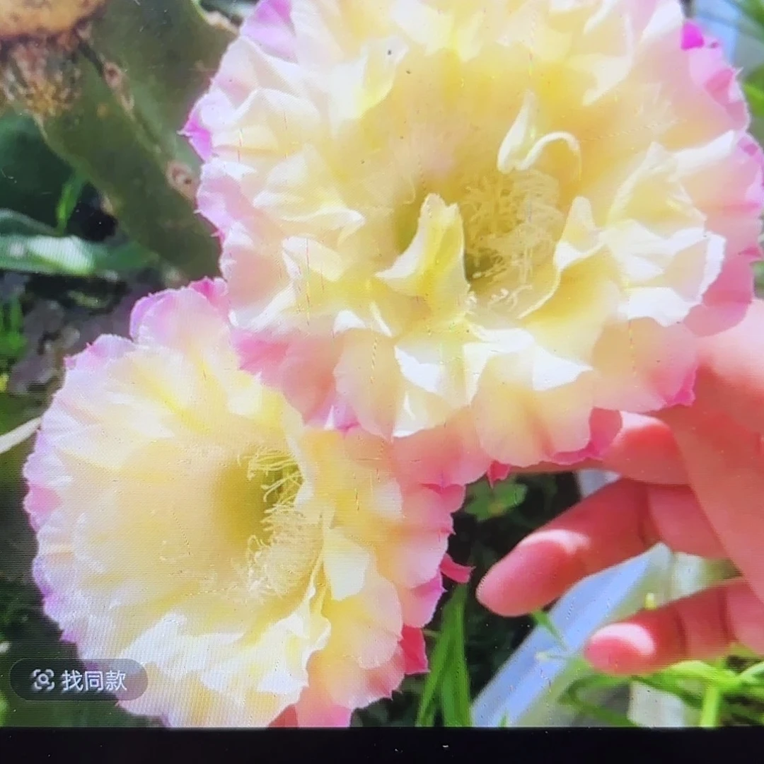 马丙彩侧牙20包邮24